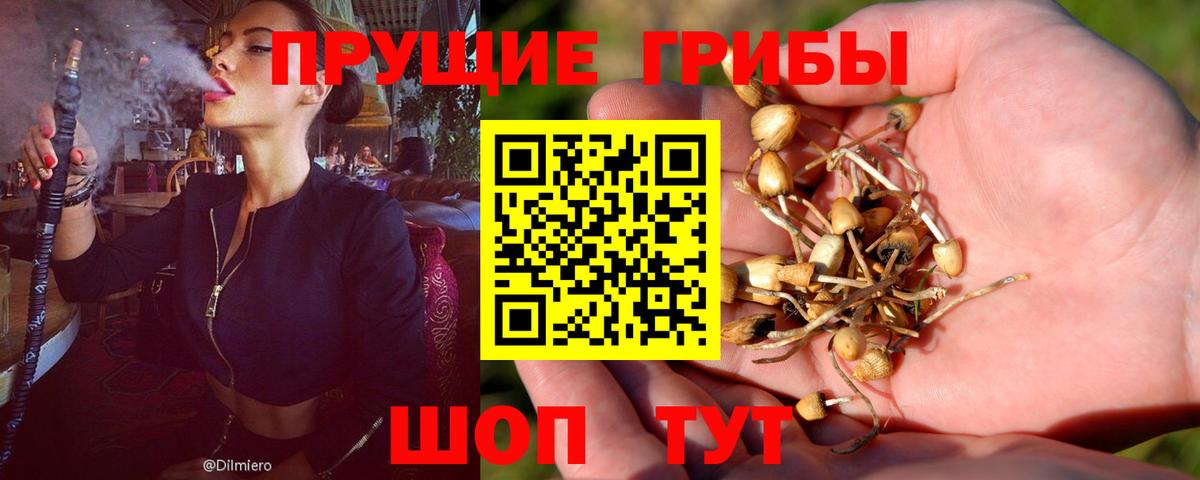Псилоцибиновые грибы Cubensis Отрадный